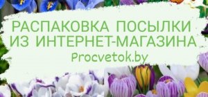 РАСПАКОВКА ПОСЫЛКИ ИЗ ИНТЕРНЕТ-МАГАЗИНА ПРОЦВЕТОК "Procvetok". Осень 2021
