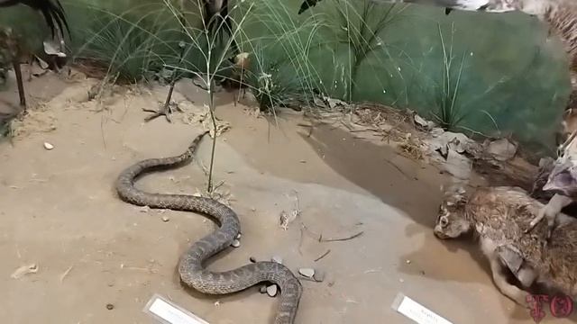 ПРОДОЛЖЕНИЕ, ПОСЕЩЕНИЕ КРАЕВЕДЧЕСКОГО МУЗЕЯ, АСТРАХАНЬ, ЧАСТЬ 2 смотреть онлайн