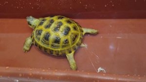 Как выходят соли у сухопутной черепахи во время купания