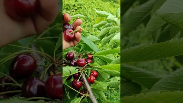 Черешня сорта Дайбера чёрная 5 июня 23 года