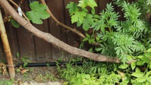 Виноград под навесом. ОСОБЕННОСТИ выращивания в северной широте.