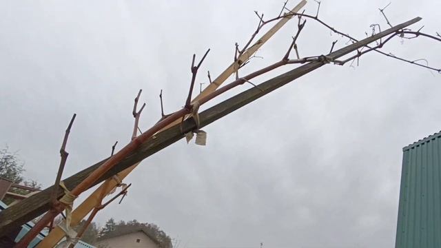 Прививка винограда на высоком штамбе. Прививка винограда на беседке, арке, перголе. смотреть онлайн