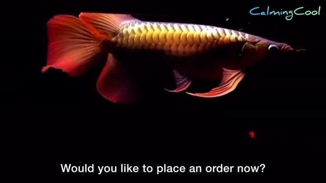 The World's Most Expensive Arowana Fish - One and Only Red Arowana Fish in the world (Rare Arowana) смотреть онлайн