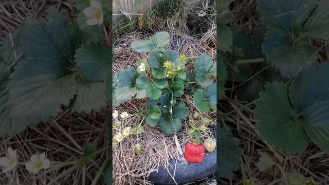 Клубника Королева Елизавета-2 // Август 2022 г // С.Х.У//ВАЦАП 8-915-245-81-59 ТОЛЬКО ПИСЬМЕННО!!! смотреть онлайн