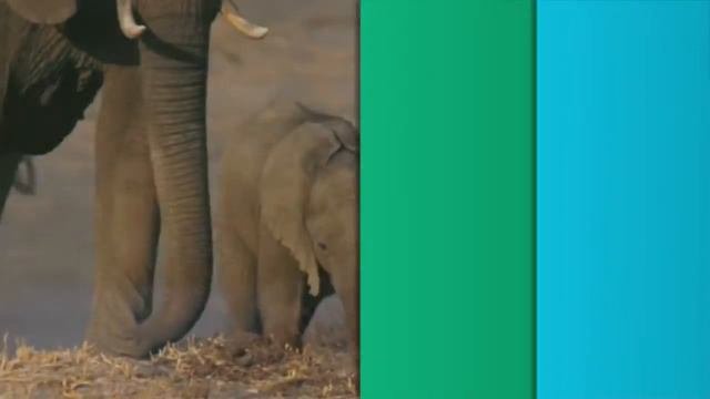 Zoopark TV Channel Rebrand