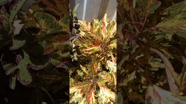 Колеус смотреть онлайн