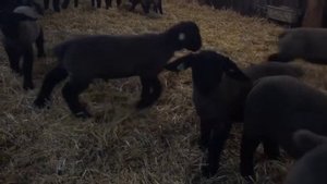 Suffolk MimimiKo овцы породы Суффолк / сотрудничество с с/х компаниями #suffolk #суффолк