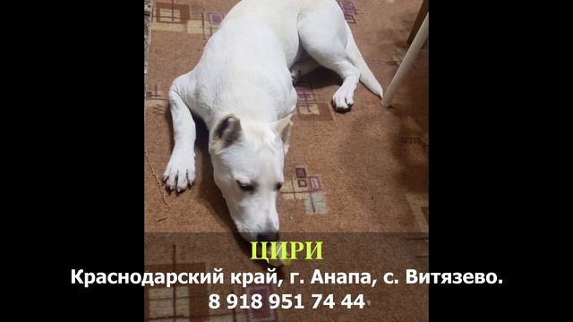 Пропала собака! ЦИРИ. Краснодарский край, г. Анапа, с. Витязево смотреть онлайн