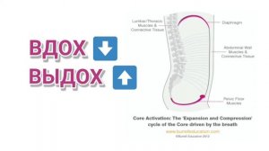 Диафрагмальное дыхание Грудная и тазовая диафрагмы
