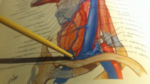 3 32 Наружная и передняя яремная вена