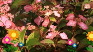 Гортензия пильчатая Долмиф. Краткий обзор, описание характеристик hydrangea serrata avelroz Dolmyf