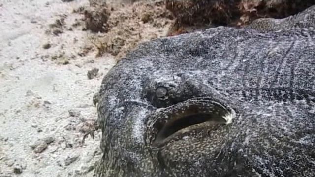 Подводные съёмки Махонина Максима ,Indonesia, Raja Ampat, Chapter 10 смотреть онлайн