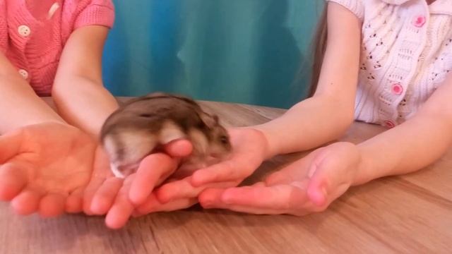 Как взять хомяка на руки Хомяк на руках Домашние животные