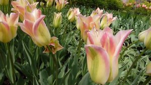 Keukenhof Tulipa viridiflora 'Florosa'