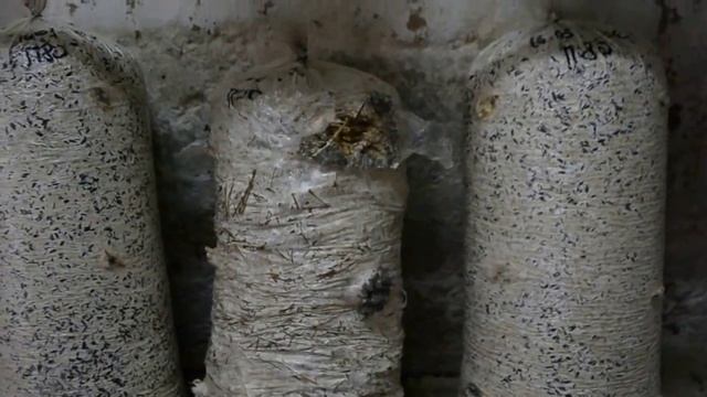Грибы Вешенка. Сравнение Субстрата. Сено и Шелуха. Какой субстрат лучше для выращивания грибов.