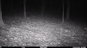 Pennsylvania Trail Camera Pickup  - 1/1/22 - 1/7/22