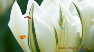 Тюльпан обыкновенный Экзотик Пуриссима ? обзор: как сажать, луковицы тюльпаны Экзотик Пуриссима