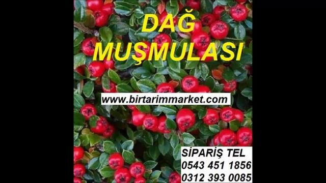 DAĞ MUŞMULASI TOHUMU,dağ muşmulası fiyatı,Cotoneaster horizontalis,yayılıcı dağ muşmulası,cotoneast смотреть онлайн