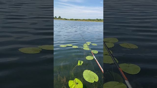 Красноперка. Ловлю на озере