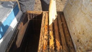 КАК ПЧЕЛЫ ЕДЯТ КАНДИ ???