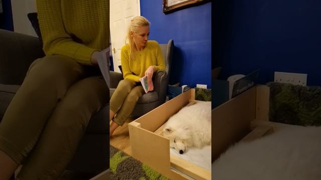 Как прошли роды у собаки.Щенки Самоеда первый день.Наши ощущение после родов. смотреть онлайн