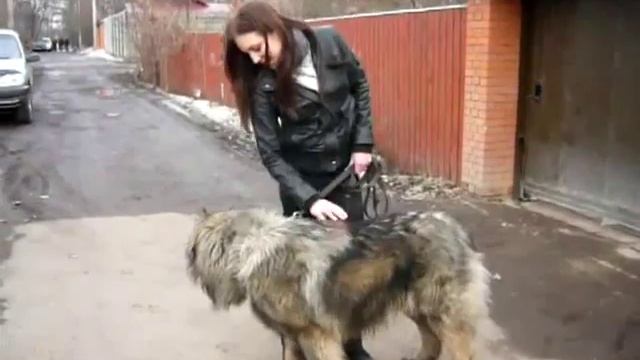 Кавказская овчарка отзыв.