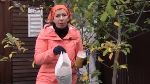 Как посадить гортензии осенью. Поможет ЦИОН