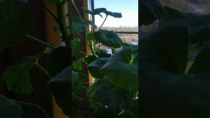 Герань домашняя (пеларгония) зимой в квартире. Как сохранить?