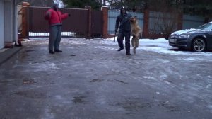 Дрессировка собак на охрану.