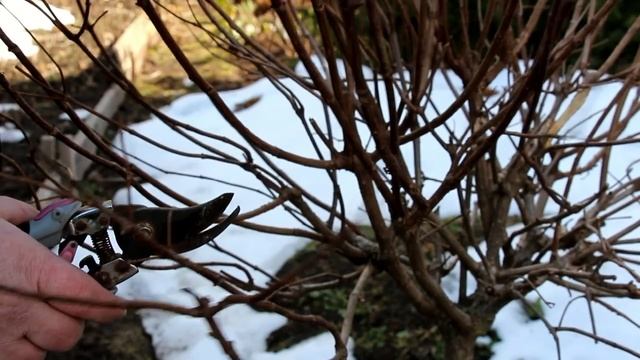 Обрезка метельчатой и древовидной гортензии