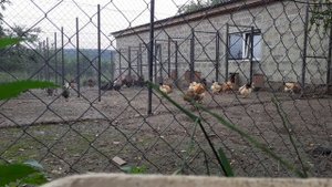 вольеры для кур крытый или нет плюсы и минусы