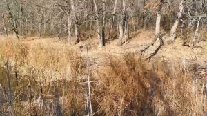 Природа Воронежской области.  Село Дегтярное- Свистовка. #дегтярное 27.10.21