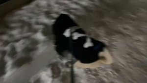 МОПС ПРОГУЛКА В НОВОЙ ХУДИ СЕБЕК, СОБАКА SEBEK ПОДПИШИСЬ ПЖ) #pug #pugs #мопс