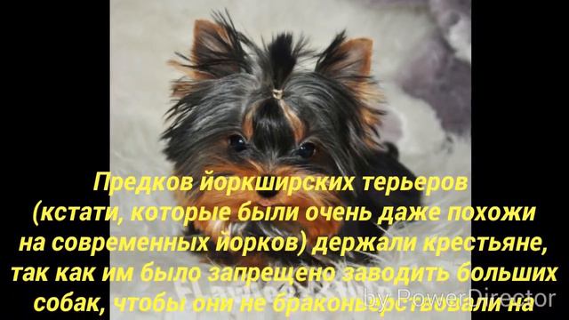 Йоркширский терьер. Происхождение породы. Часть 1)