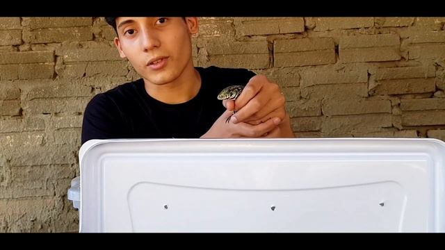 EL TEJÚ O LAGARTO OVERO (SALVATOR MERIANAE).??? смотреть онлайн