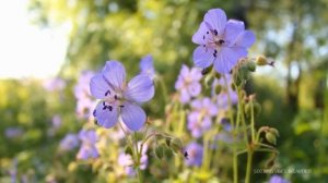 RESTORATION OF THE NERVOUS SYSTEM ? Gentle music, calms the nervous system and pleases the soul