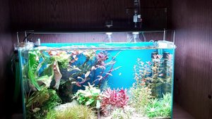 Аквариум-травник, год после запуска. Новое оборудование. Chihiros RGB A Plus. SunSun HW-602B.
