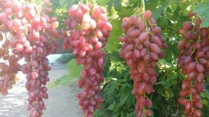 Виноград Софа Коронный