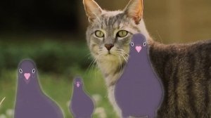 ? Новая Игра Для Кошек! Видео Для Кошек. На Экране Птички Голуби ??? И Паучок ?