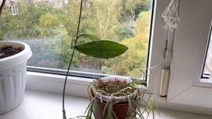 Все секреты моего сада. Хойи и К. Грунты, полив, подкормки. Ответы на вопросы.