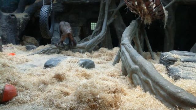 Орангутан калимантанский  (Kalimantan Orangutan). Московский зоопарк (Moscow Zoo).