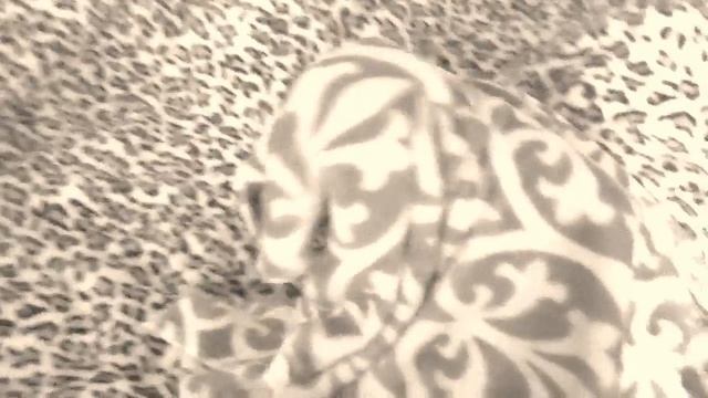 Кошка после сна смотреть онлайн