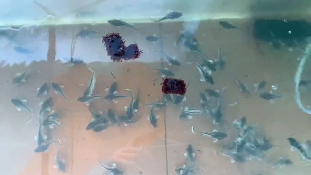 Белуга, малек, кормление мотылем смотреть онлайн