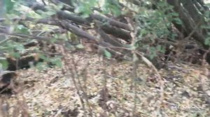 жёлтая акация