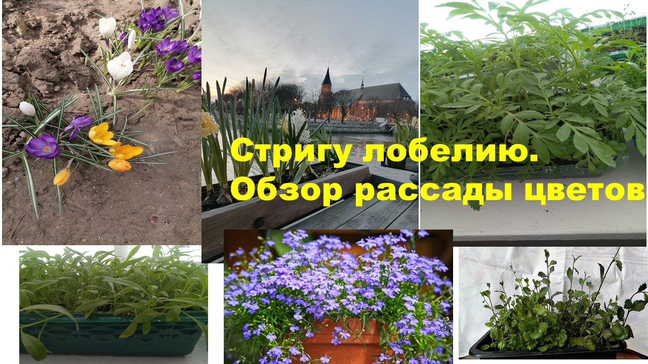 Стригу лобелию.  Обзор рассады цветов
