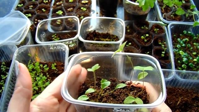 КРАСИВЫЕ МНОГОЛЕТНИЕ РАСТЕНИЯ ИЗ СЕМЯН ЧАСТЬ ВТОРАЯ . РАЗБОР ОШИБОК . СОВЕТЫ ПО ПОСЕВУ .
