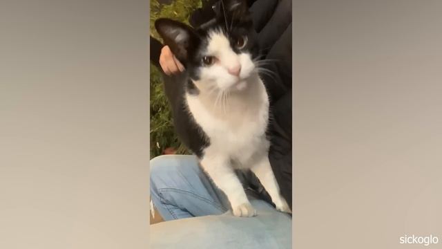 When the Cat at the adoption center chooses you 🧡 смотреть онлайн