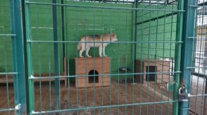 Зверушки в "Шишки на Лампушке" 🙀