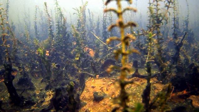 заглянул под воду ,подводные джунгли на Чистых прудах. смотреть онлайн