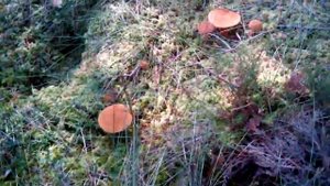 Моховички!!!